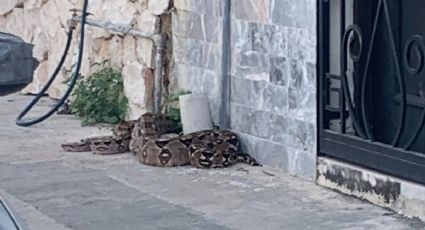 Captan enorme serpiente recorriendo las calles de Centro Histórico