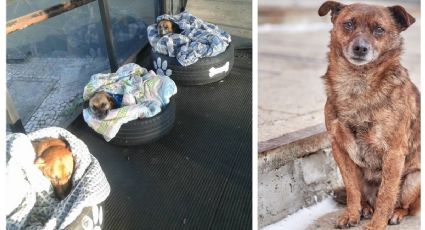 En Laredo: arresto o costosa multa por dejar a las mascotas expuestas al frío