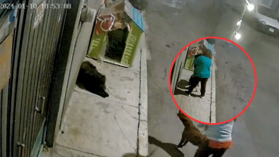 Cámaras de seguridad captan momento de maltrato animal