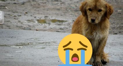 Consejos para mantener a tu mascota a salvo de las bajas temperaturas esta temporada invernal