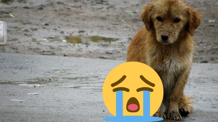 Consejos para mantener a tu mascota a salvo de las bajas temperaturas esta temporada invernal