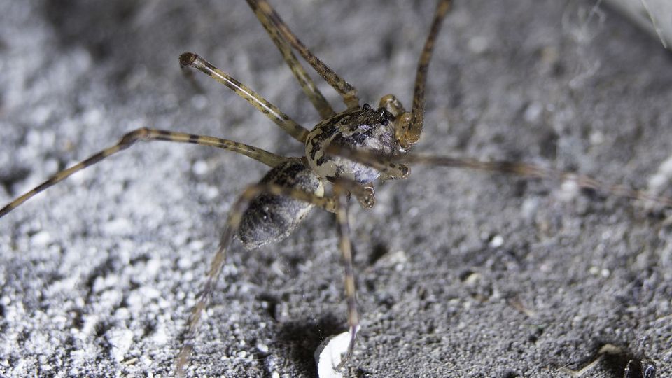 Conoce cómo identificar a la araña tigre