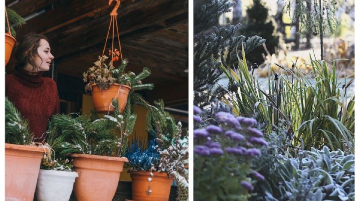 Esto es lo que debes hacer con tus plantas después de una helada