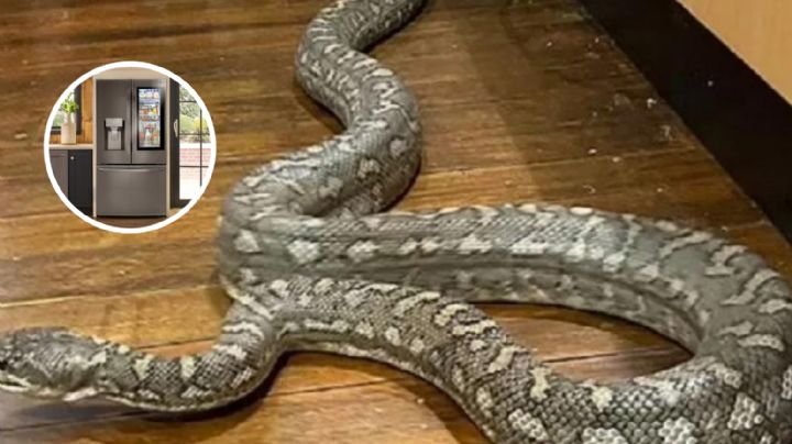 Serpiente sorprende a mujer; estaba atorada en su refrigerador I VIDEO