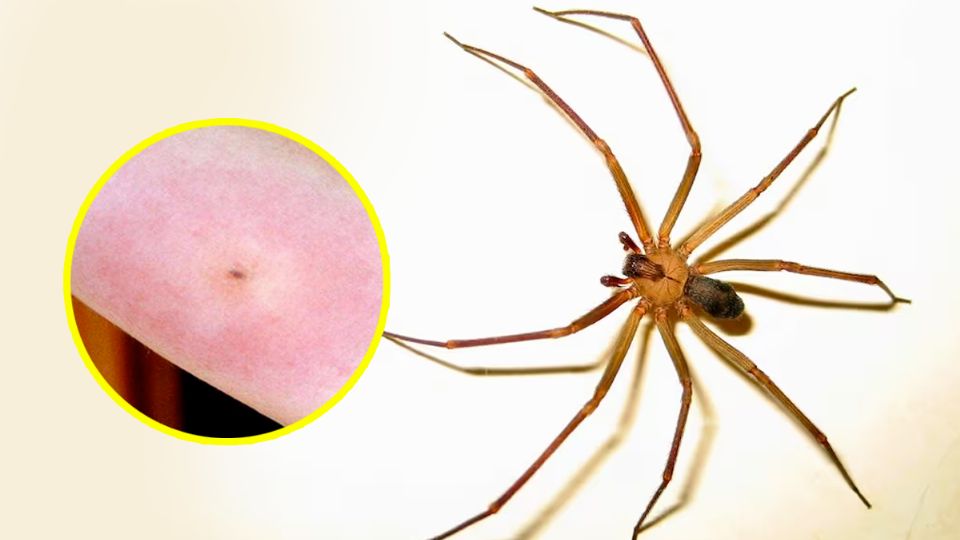 La araña del rincón se postra en lugares oscuros para no ser molestada