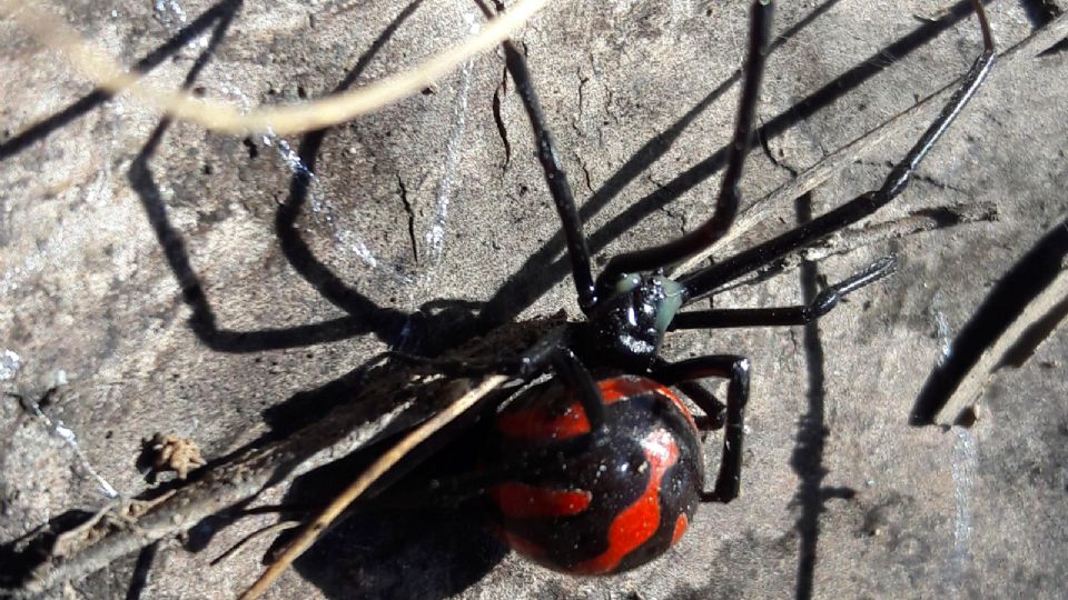 Los depredadores de la araña viuda negra, suelen no ser tan inmunes a su veneno.