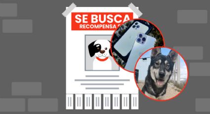 Desesperado por encontrar a su perro ofrece su iPhone como recompensa en Nuevo León