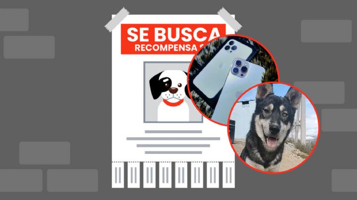 Desesperado por encontrar a su perro ofrece su iPhone como recompensa en Nuevo León