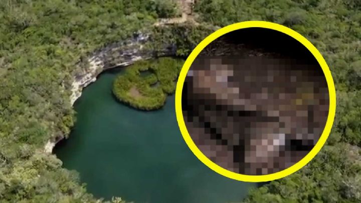 Hallan animal exótico en rancho de Tamaulipas | VIDEO