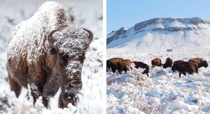 Bisontes transforman planicies de Chihuahua y Coahuila; cada vez se avistan más manadas