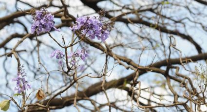 Florecen las jacarandas en pleno enero: alerta ambiental por el peligroso fenómeno
