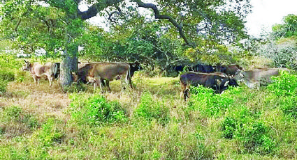 Reverdece el campo con lluvias de enero