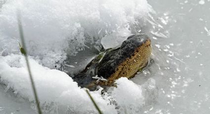 Cocodrilos congelados se vuelven un fenómeno en Texas; no están muertos solo 'duermen' | VIDEO