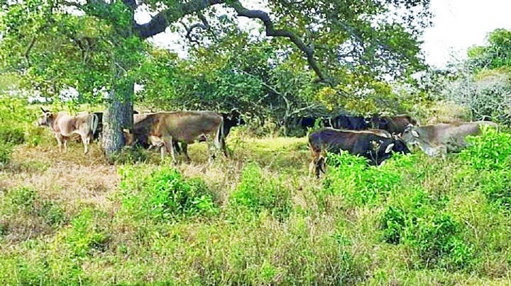Reverdece el campo con lluvias de enero