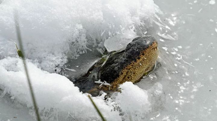 Cocodrilos congelados se vuelven un fenómeno en Texas; no están muertos solo 'duermen' | VIDEO