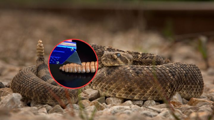 Esto es lo que se encuentra dentro del cascabel de una víbora | VIDEO