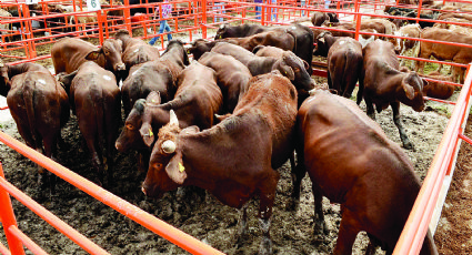 Se triplica exportación de cabezas de ganado