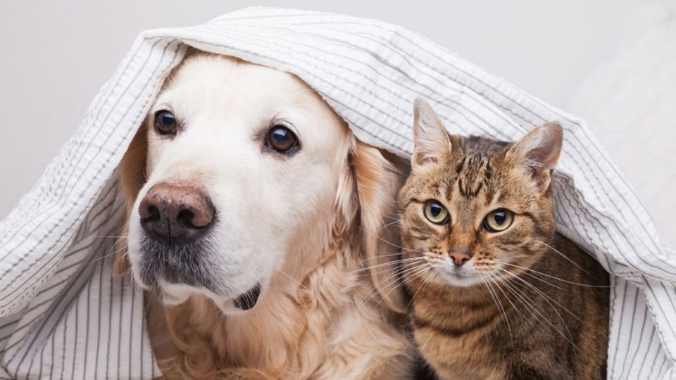 Mascotas protegidas por el estado