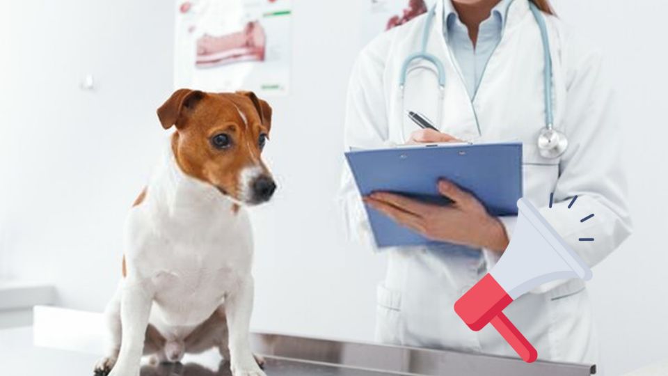 Clínicas veterinarias gratuitas