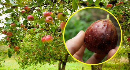 Árboles frutales que crecen rápido: podrás disfrutar su fruta 'pronto'