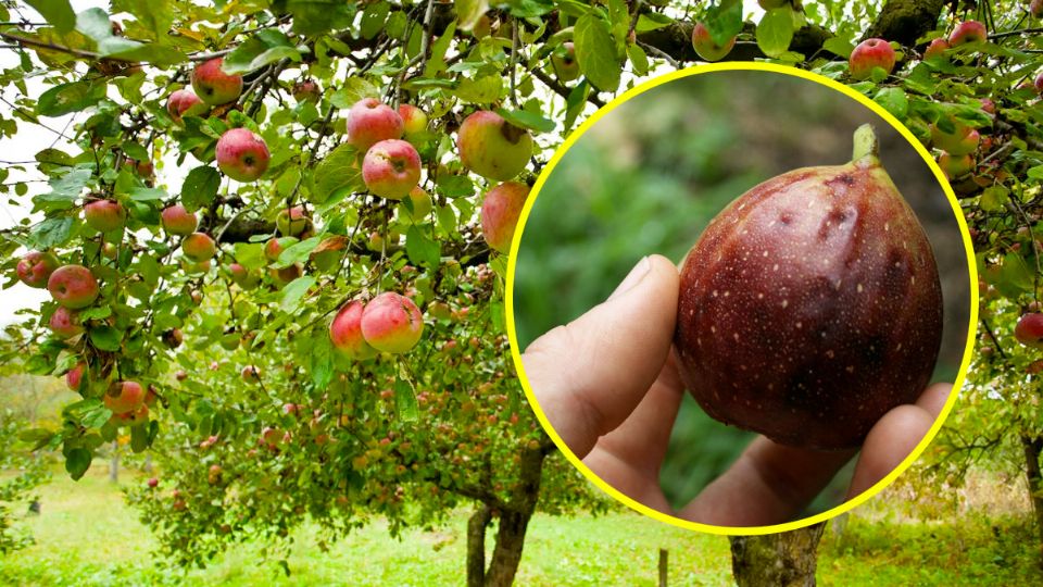 Árboles frutales crecen rápido a comparación con otros