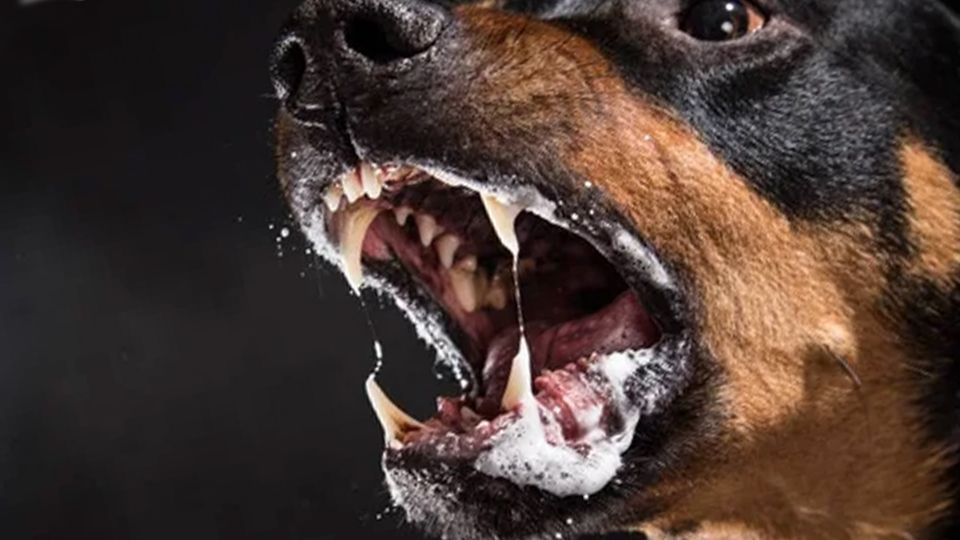 Sus propios rottweillers lo atacaron