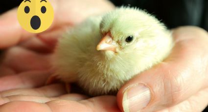 'Pellejitos', el pollito de tres patas que nació en Tampico Alto | FOTO