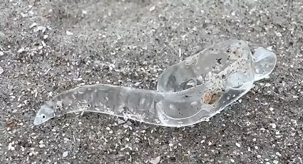 Invaden playas de Corpus Christi miles de extraños peces transparentes