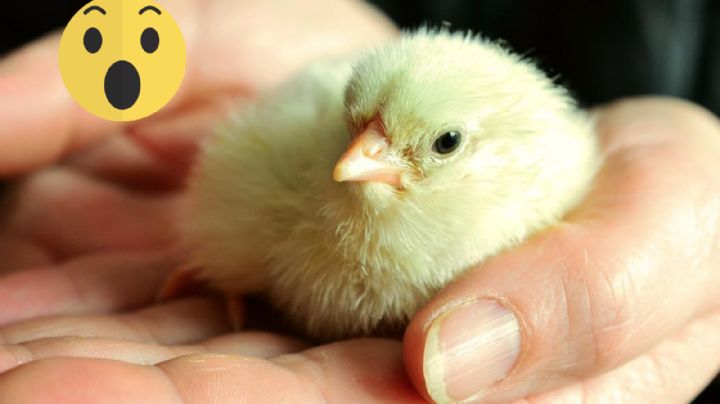 'Pellejitos', el pollito de tres patas que nació en Tampico Alto | FOTO