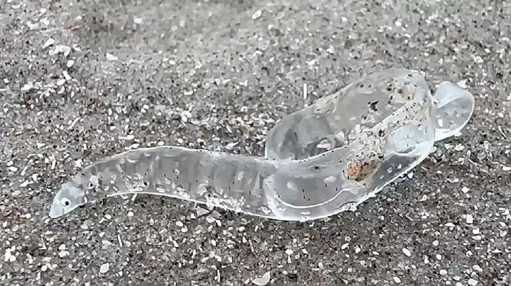 Invaden playas de Corpus Christi miles de extraños peces transparentes