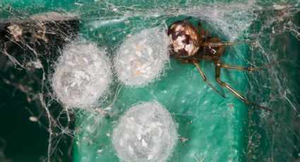 Huevos de arañas en tu hogar: así puedes identificar si tu hogar está invadido