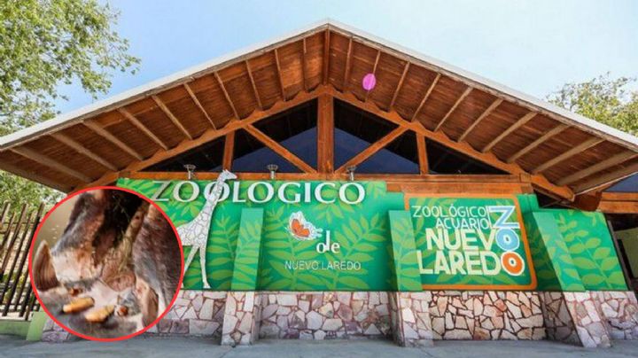 Animal de una tonelada de peso que habita en el Zoológico de Nuevo Laredo; tiene colmillos enormes