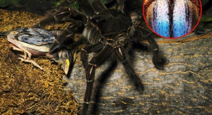 ¿Cuánto mide y pesa la araña más grande del mundo?