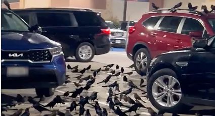 Parvadas densas de pajaros negros 'se apoderan' de estacionamiento en Houston