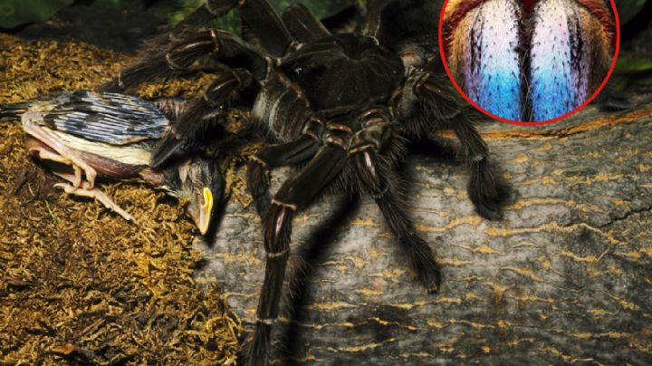 ¿Cuánto mide y pesa la araña más grande del mundo?