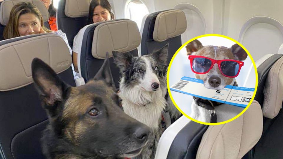 Si podrías llevar a tu perro o gato en un avión si cumples estos requisitos