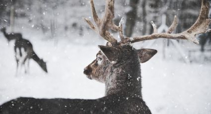 Prevén mucha nieve este invierno 2024 en Texas, ¿cuándo será?