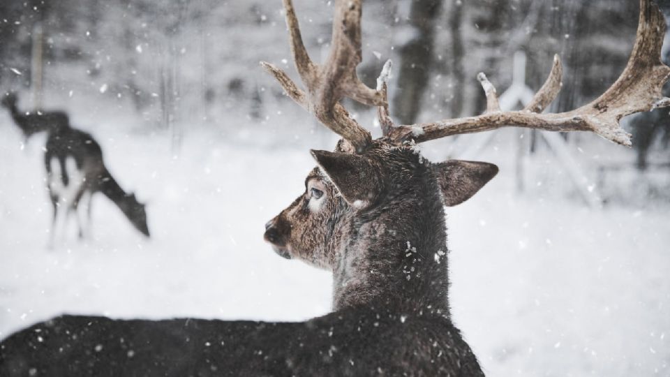 Prevén nieve este invierno en Texas