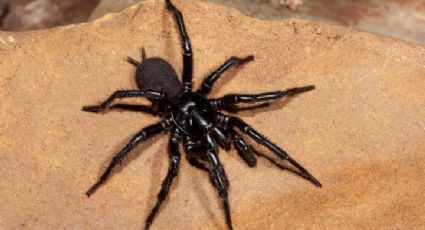 Descubren a la araña más grande y venenosa del mundo; puede atravesar uñas con su mordida