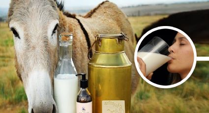 Leche de burra: conoce sus increíbles beneficios; precio y dónde conseguirla