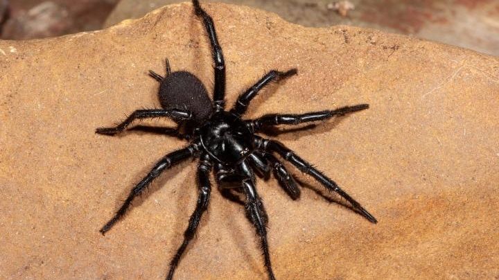Descubren a la araña más grande y venenosa del mundo; puede atravesar uñas con su mordida