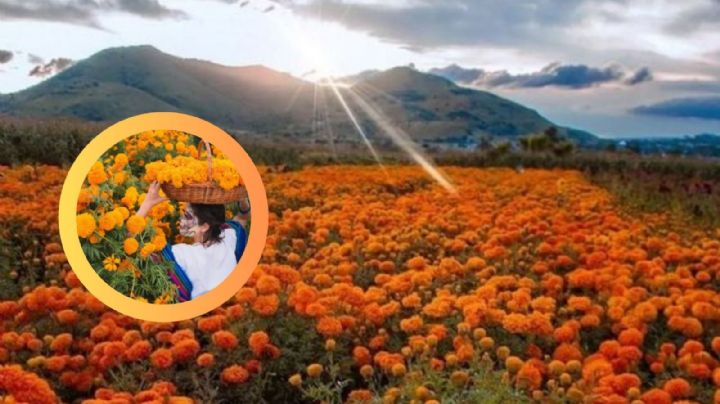 Jardín de cempasúchil ‘El Venadito’ en Nuevo León, un sitio ideal para visitar en otoño | VIDEO