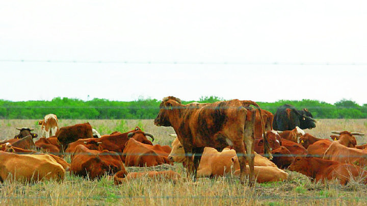 Reapertura de cruce es un respiro para ganaderos de Nuevo Laredo