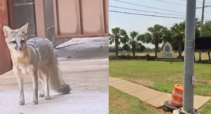 Alertan en Laredo por zorro; piden cuidar a las mascotas | FOTO