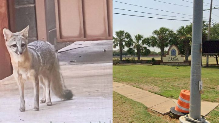 Alertan en Laredo por zorro; piden cuidar a las mascotas | FOTO