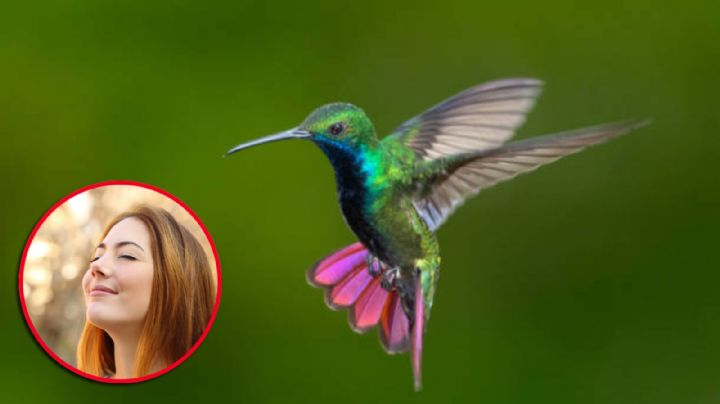 Este es el significado de que un colibrí visite tu casa; es importante y muy emotivo