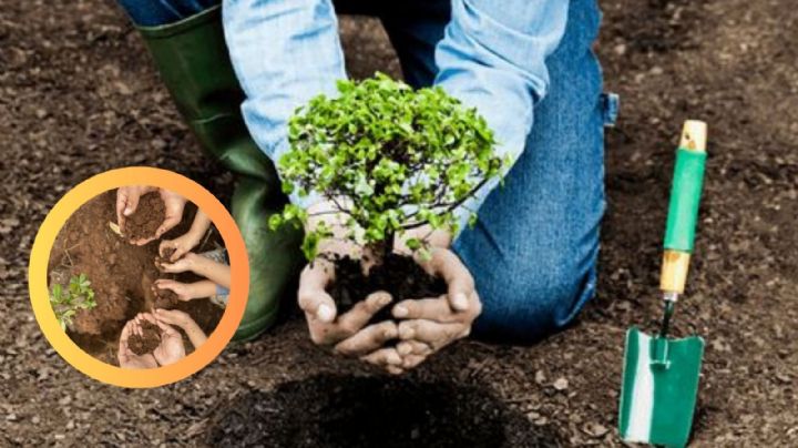 Los 5 árboles que sobrevivirán el calorón y el frío de Nuevo Laredo