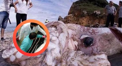 Impactante animal marino de 10 metros sorprende a turistas en playa; es potencialmente tóxico