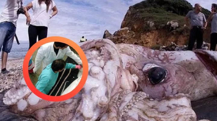 Impactante animal marino de 10 metros sorprende a turistas en playa; es potencialmente tóxico