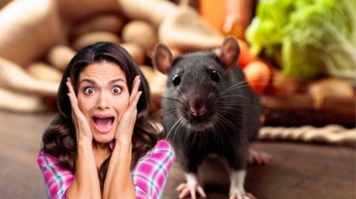 Despídete de los ratones; ahórrate el veneno con estos métodos baratos, fáciles y seguros